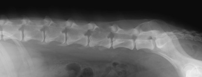 https://www.vetinare.de/media/05/f1/36/1732899969/W324-Bildgebende-Diagnostik-Faelle-1.jpg