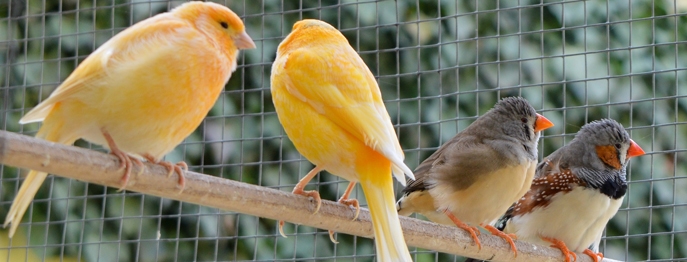 https://www.vetinare.de/media/1d/b6/db/1732900174/W434-Befiederungsstoerungen-und-Rupfen-beim-Vogel-1.jpg