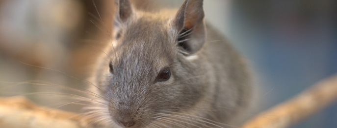 https://www.vetinare.de/media/23/4c/ee/1732899927/W294-Haeufige-Erkrankungen-des-Chinchillas-2.jpg