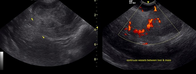 https://www.vetinare.de/media/3f/12/64/1732899773/W211-Ultraschalldiagnostik-der-Leber-und-ihrer-Mitstreiter-2.jpg