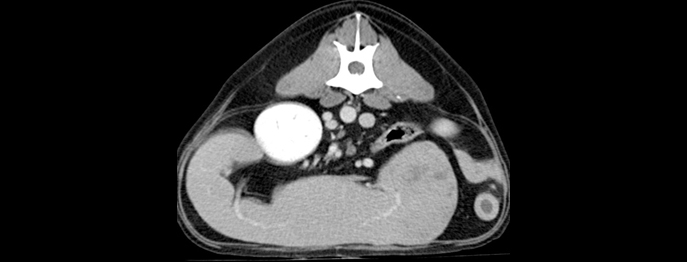 https://www.vetinare.de/media/61/23/84/1732899863/W249-Computertomographische-Diagnostik-beim-Kleintier-2.jpg