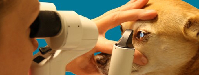 https://www.vetinare.de/media/85/7b/3d/1732899974/W325-Ophthalmologische-Traumata-bei-Hund-und-Katze-1.jpg