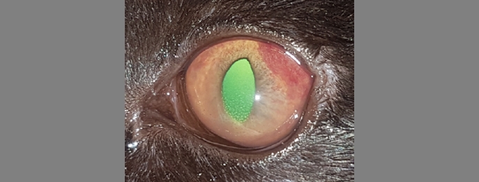 https://www.vetinare.de/media/90/59/95/1732899679/W159-Uveitis-bei-Hund-und-Katze-2.jpg