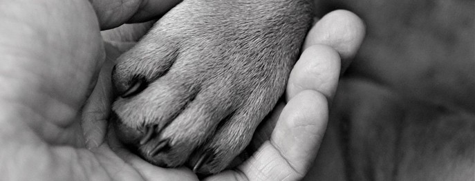 Euthanasie bei Hund und Katze webseminar und handout