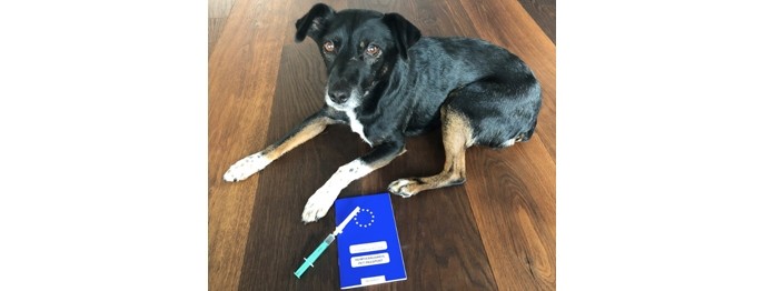 Impfungen beim Hund webinar und handout