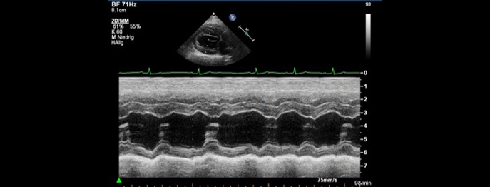 https://www.vetinare.de/media/d0/d2/e5/1732900208/W457-Ultraschalldiagnostik-der-Mitralklappen-beim-Hund-2.jpg