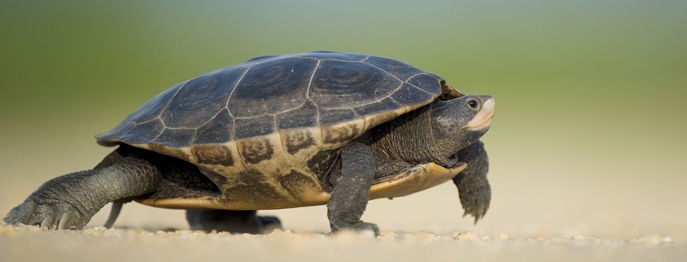 https://www.vetinare.de/media/d6/45/bd/1732900165/W429-Schildkroeten-als-Patienten-1.jpg