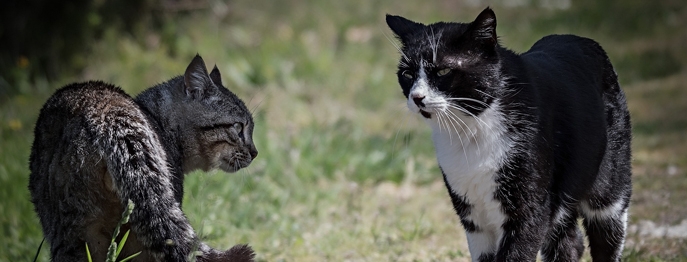 https://www.vetinare.de/media/e3/1b/6d/1732900115/W401-Vergesellschaftung-von-Katzen-1.jpg