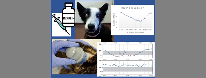 https://www.vetinare.de/media/ff/33/32/1732899965/W322-Diabetes-beim-Hund-1.jpg